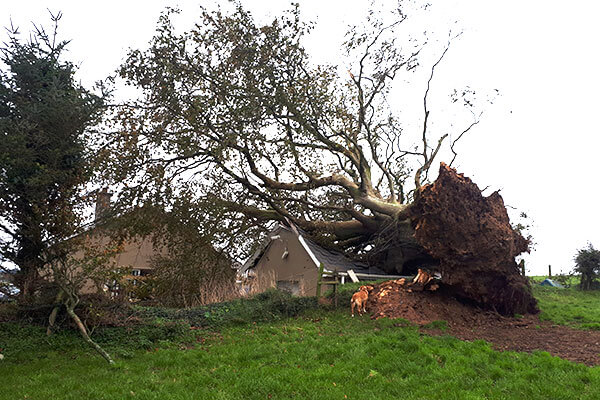 Tree fallen on private residence.